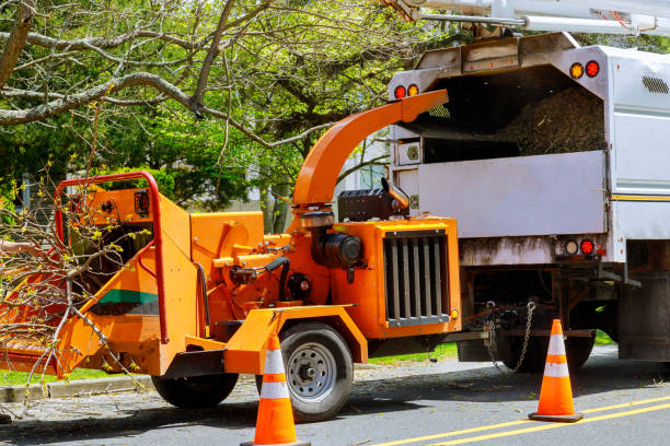 How Our Tree Care Process Works  in Key Largo, FL